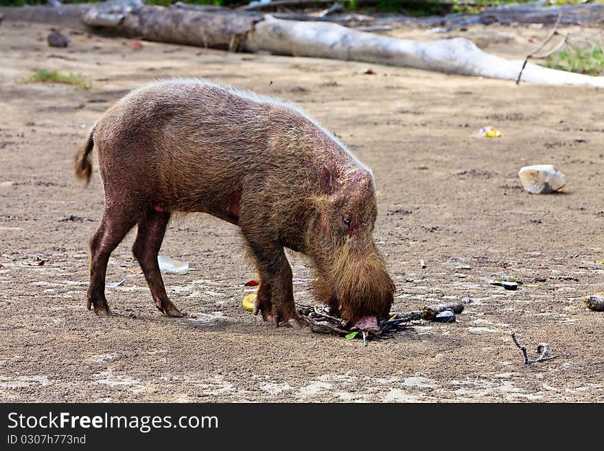 Wild hog animal on the beach