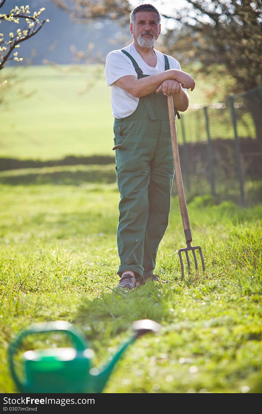 Senior man gardening in his garden