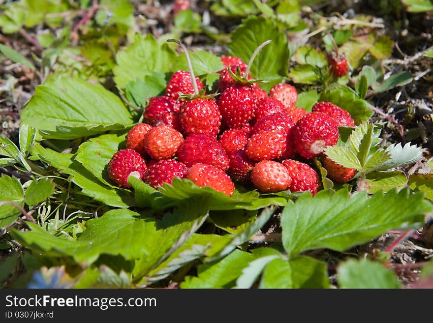 Wild strawberry fruit with green leafs