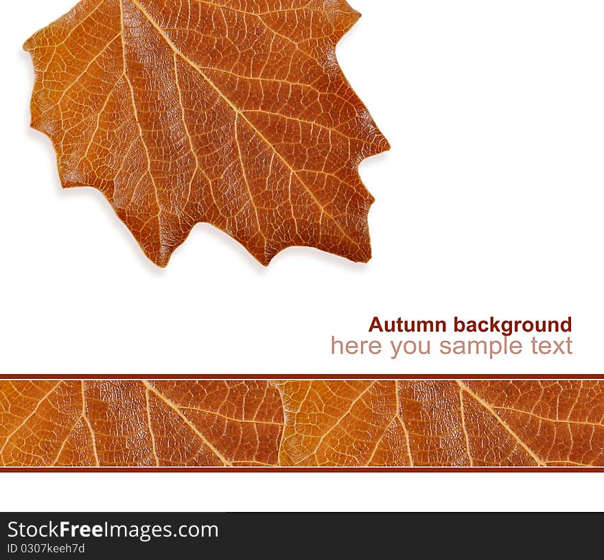 Greeting card from the autumn leaves