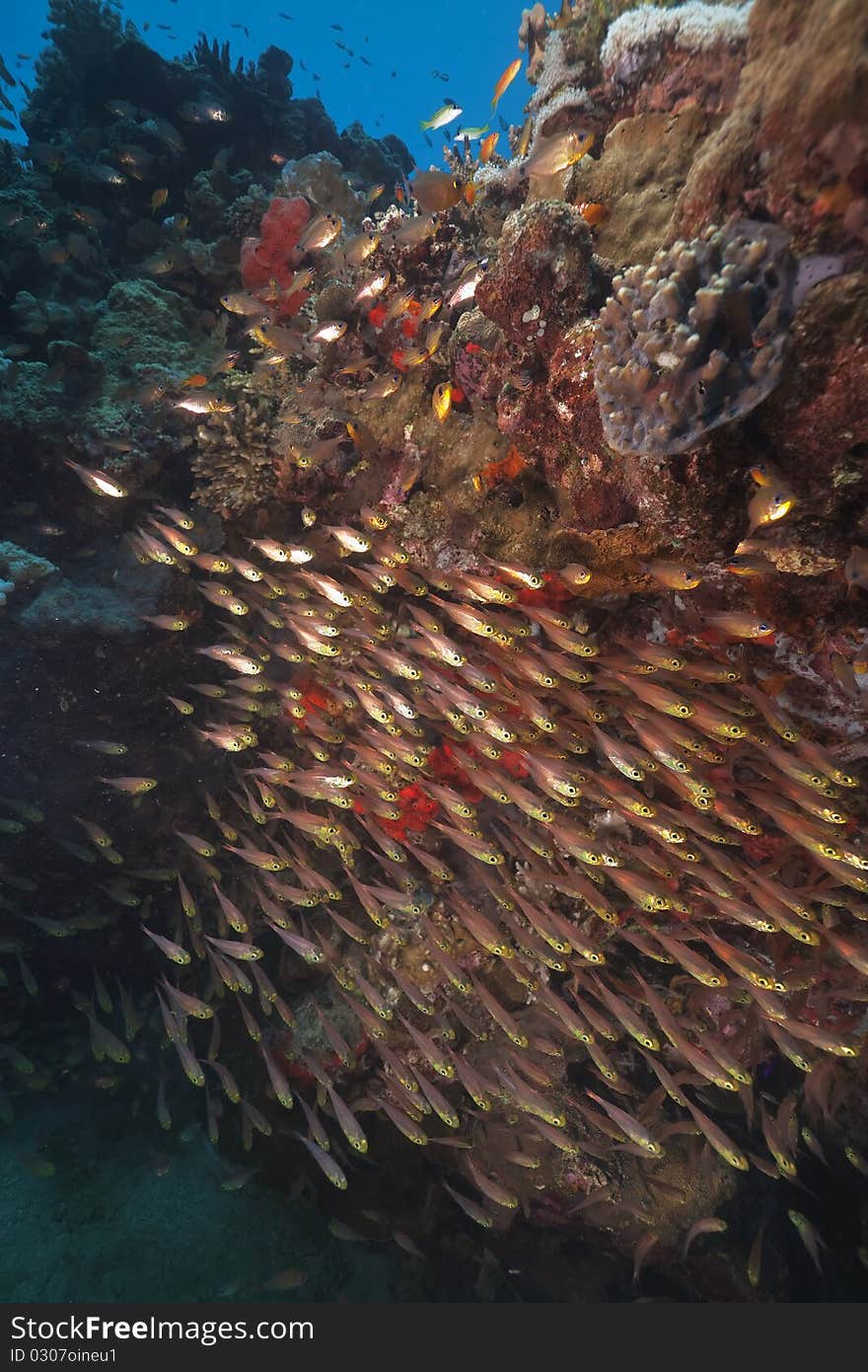 Glassfish and coral taken in the Red Sea.