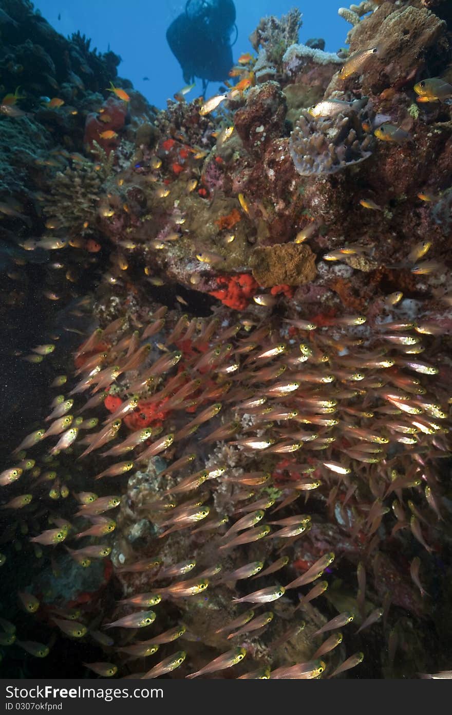 Glassfish and coral taken in the Red Sea.