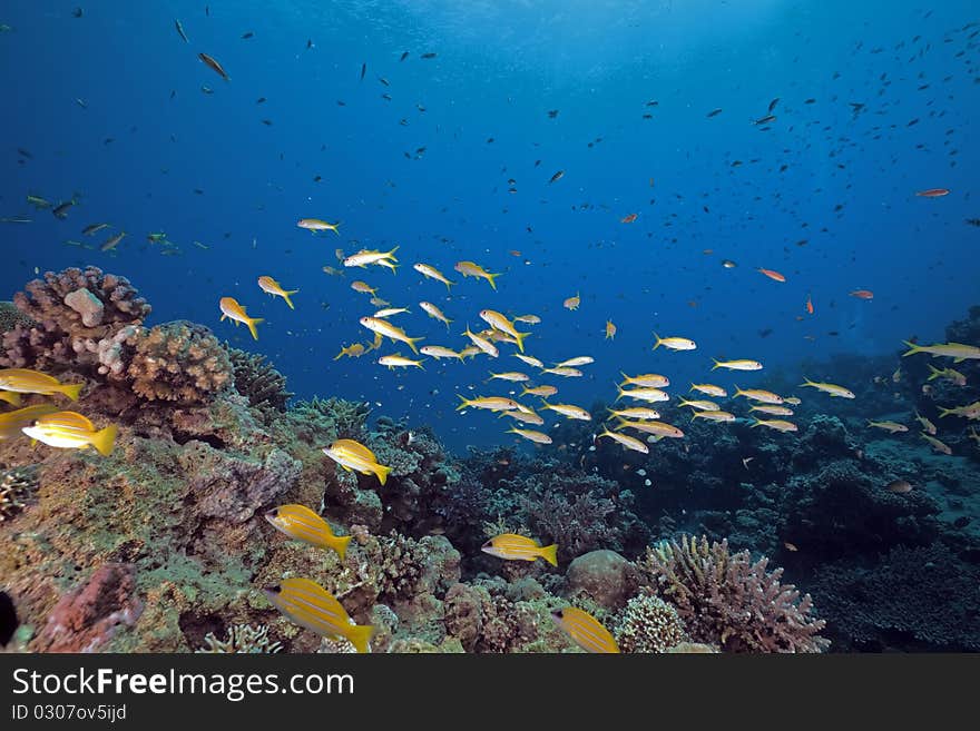 Ocean,fish and coral taken in the Red Sea.