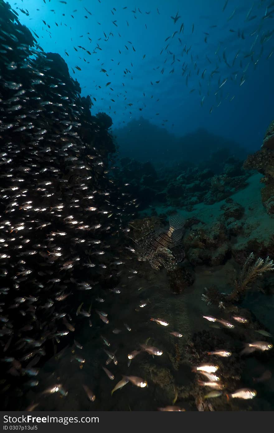 Glassfish and coral taken in the Red Sea.