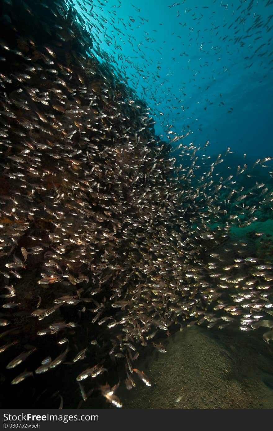 Glassfish and coral taken in the Red Sea.