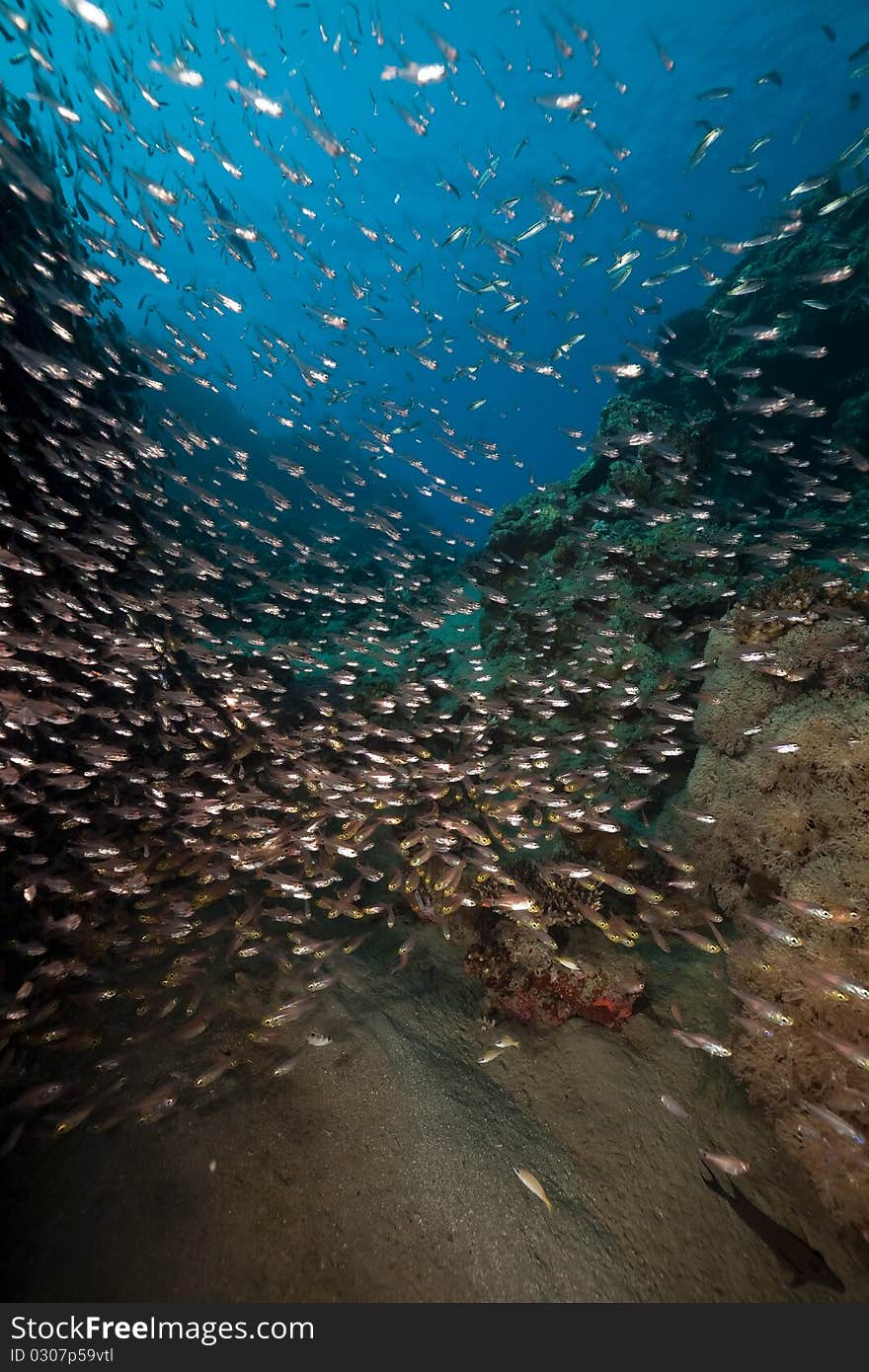 Glassfish and coral taken in the Red Sea.