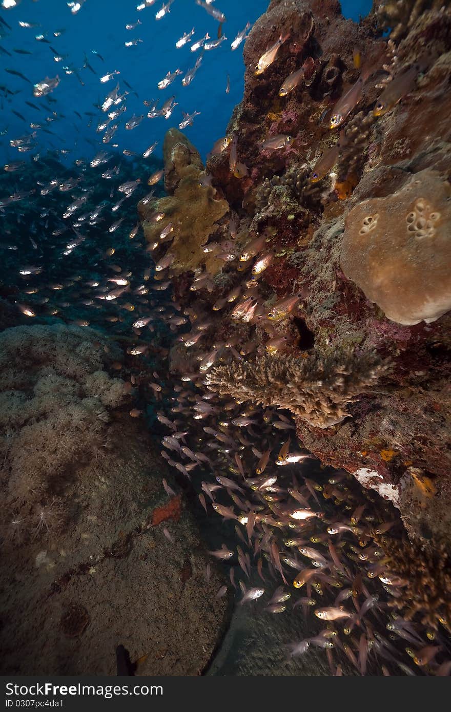 Glassfish and coral taken in the Red Sea.