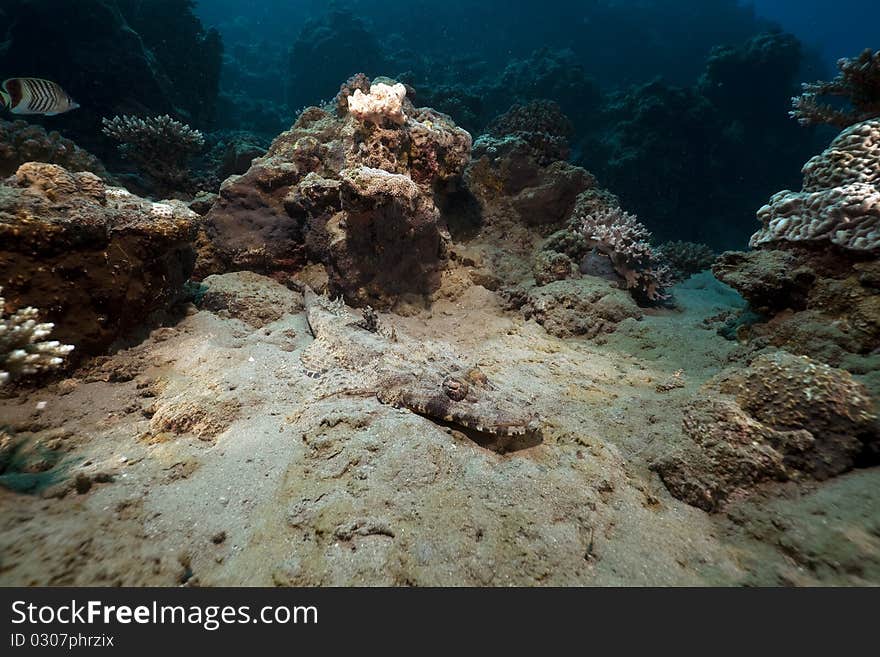 Crocodilefish and coral taken in the Red Sea.