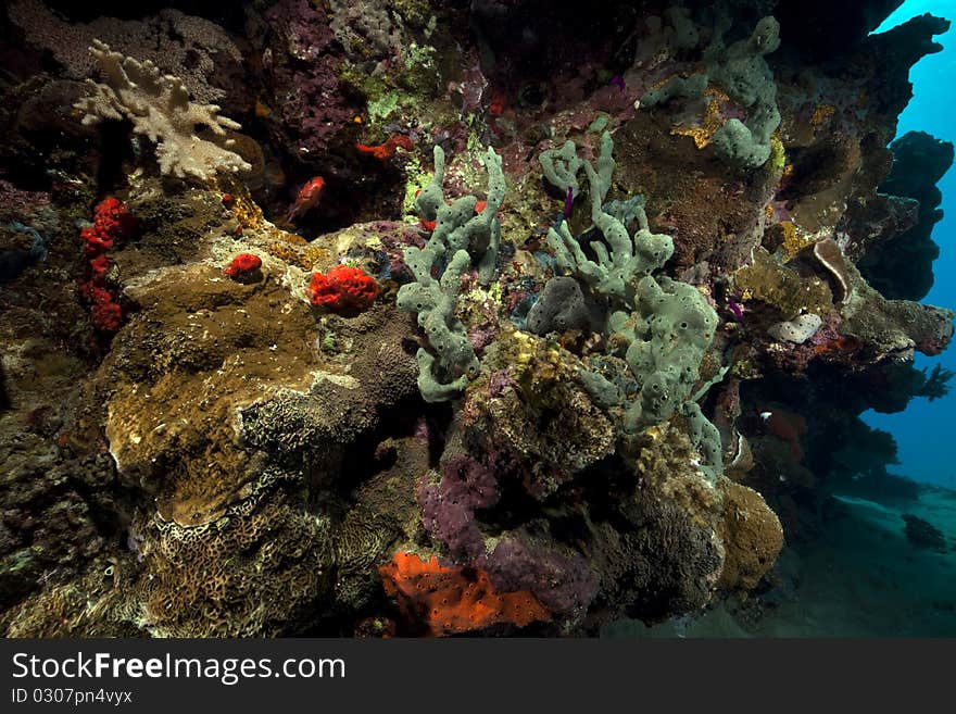 Ocean,fish And Coral Taken In The Red Sea.