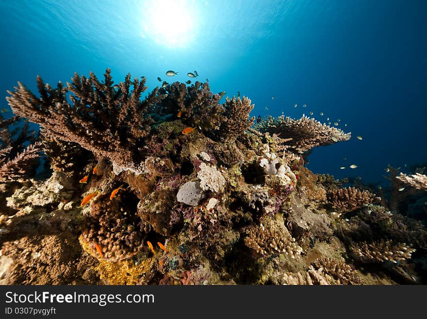 Ocean and sun taken in the Red Sea.