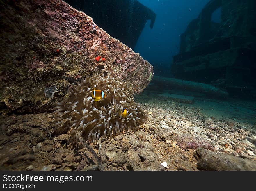 Anemone on the Thistlegorm wreck.