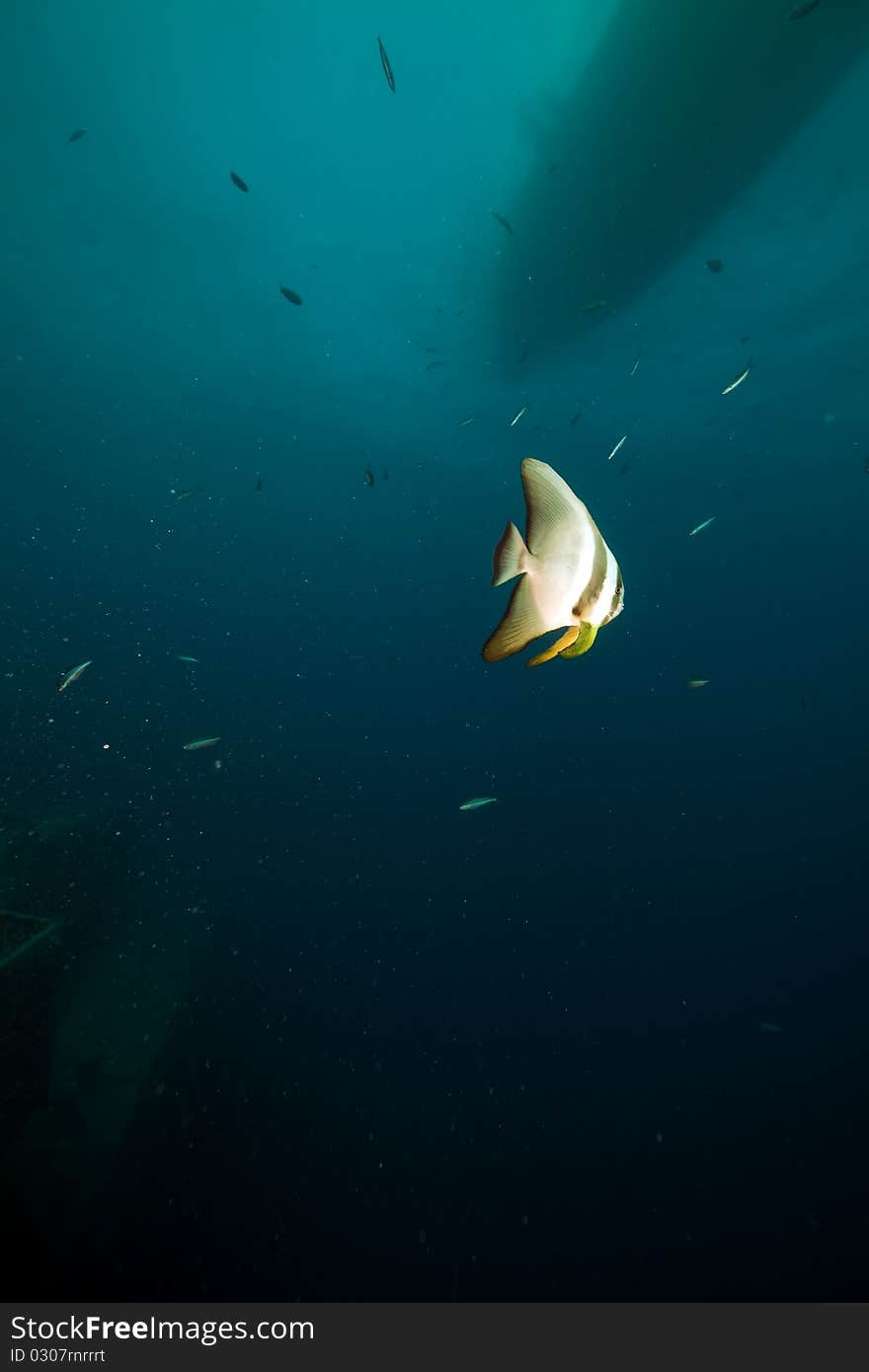 Batfish over the Thistlegom wreck.