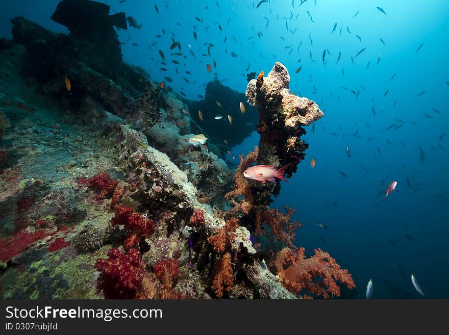 Stern of the Thistlegorm wreck.