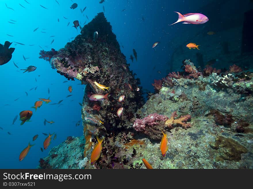 Stern of the Thistlegorm wreck.