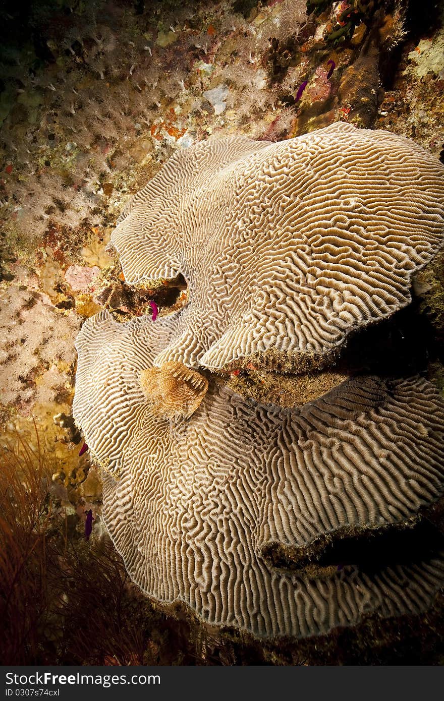 Coral on the Thistlegorm wreck.