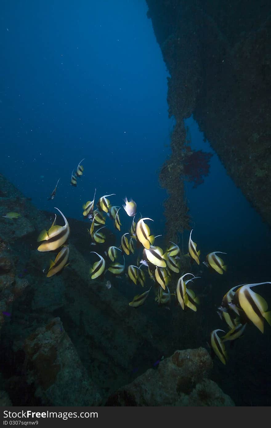 Bannerfish at the Thistlegorm wreck.