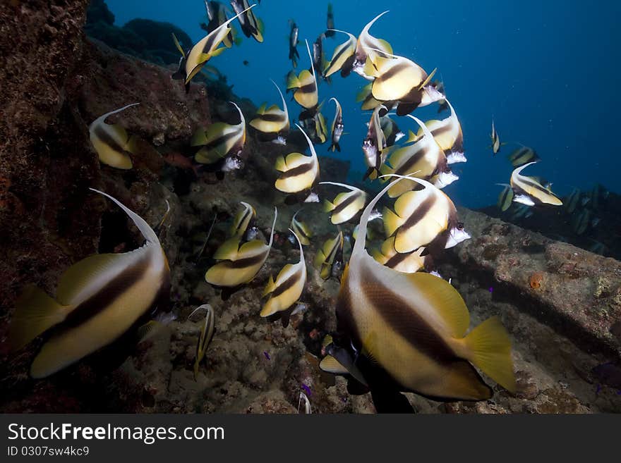 Bannerfish at the Thistlegorm wreck.