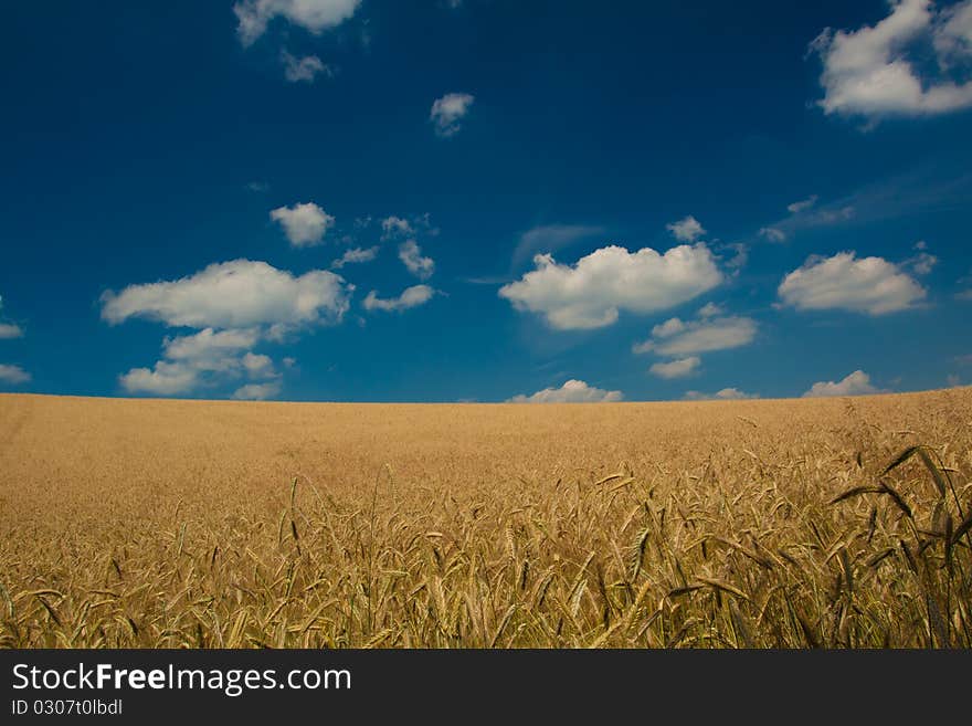 Wheat Field on blue sky background