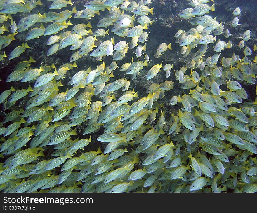 Blue Snapper School