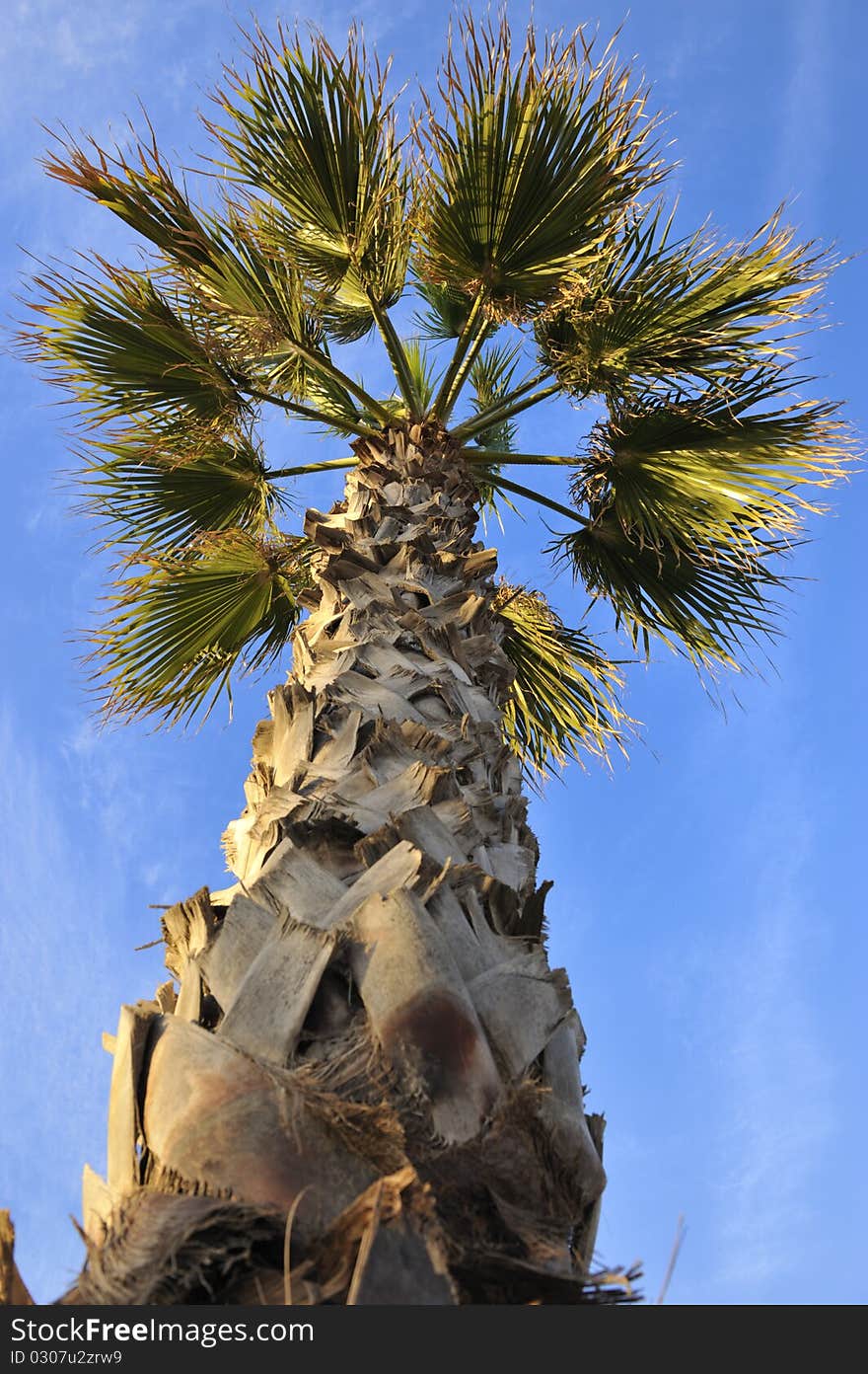 Palmtree