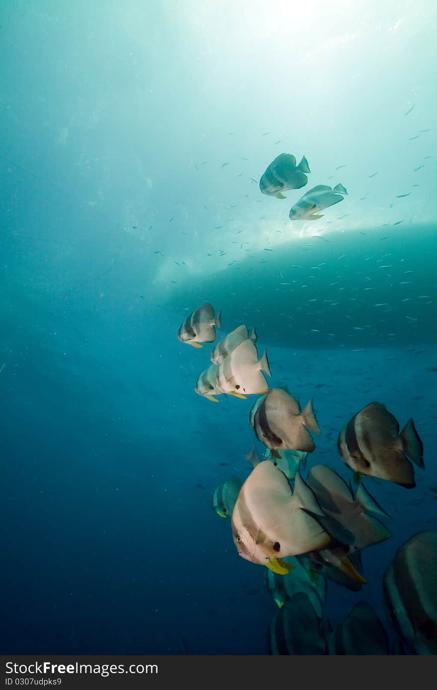 Spadefish over the Thistlegorm wreck.