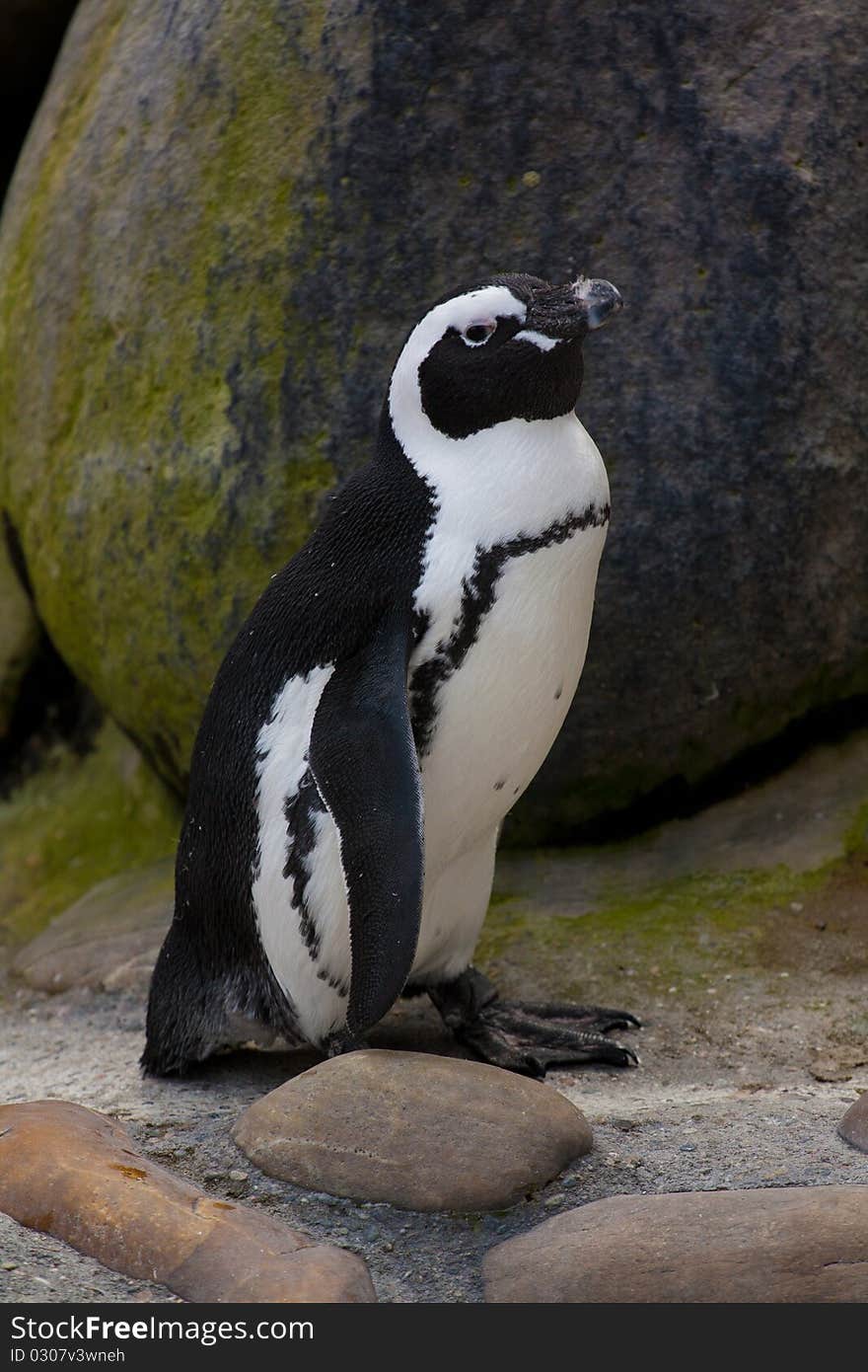 Jackass penguin (Spheniscus demersus) standing on stone background. Jackass penguin (Spheniscus demersus) standing on stone background