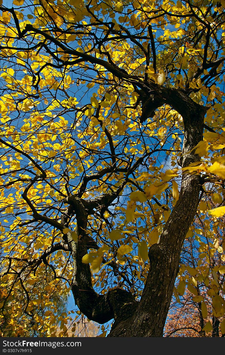 Autumn Trees