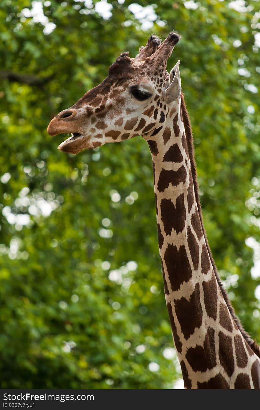 Reticulated giraffe portrait on sky backgrouns