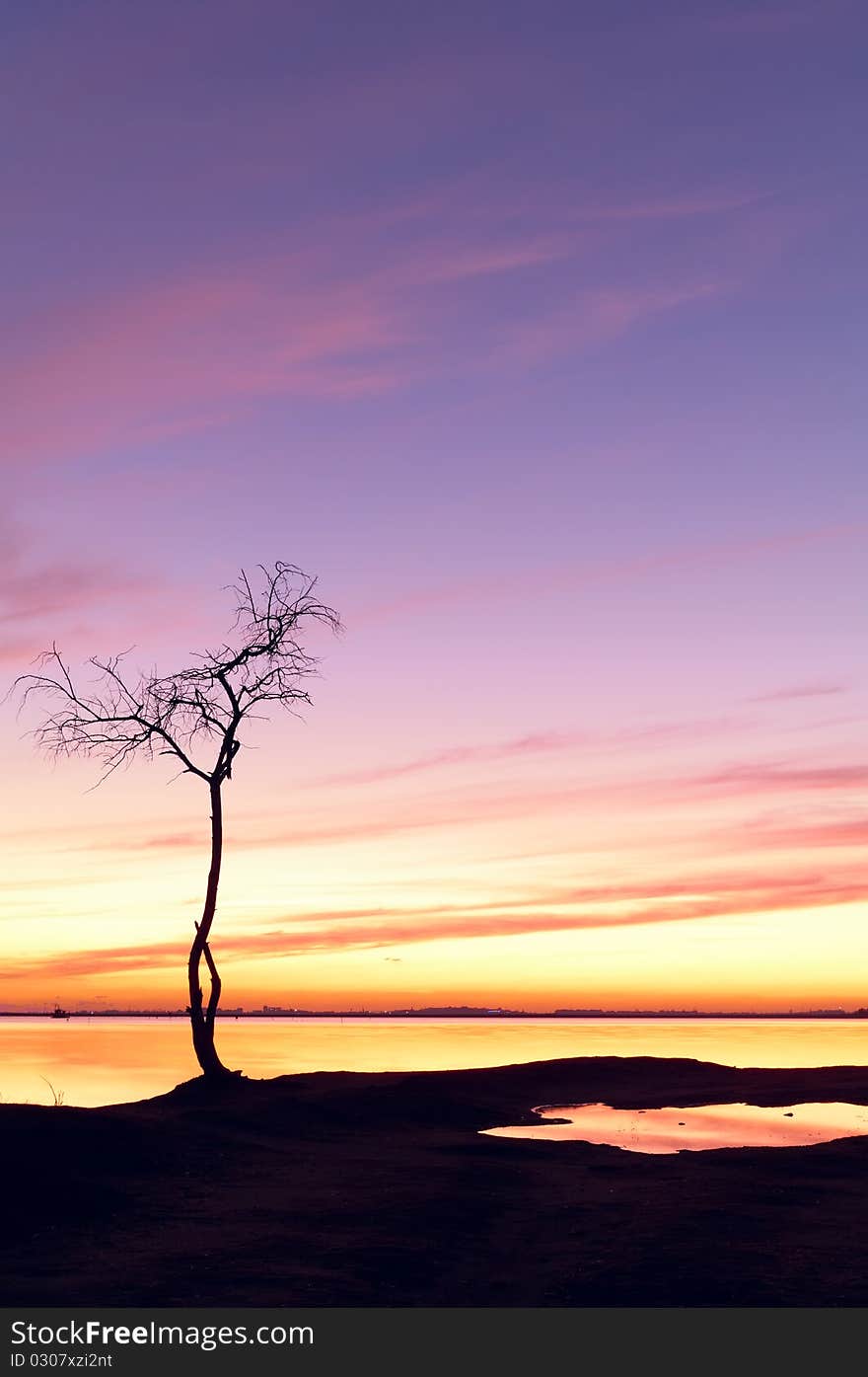 Sunset and a tree by the lake