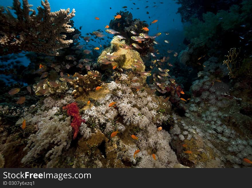 Coral And Fish In The Red Sea.