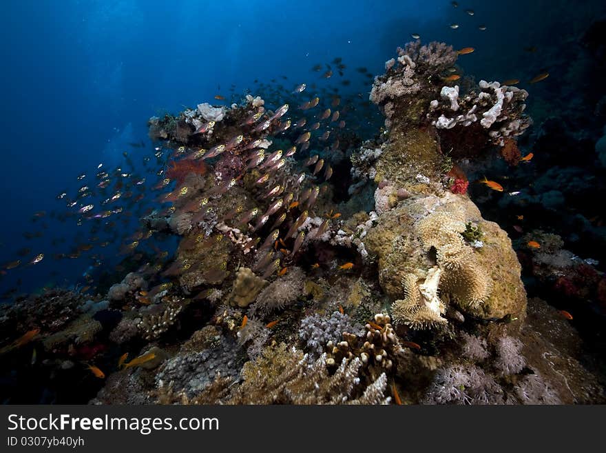 Coral and fish in the Red Sea.