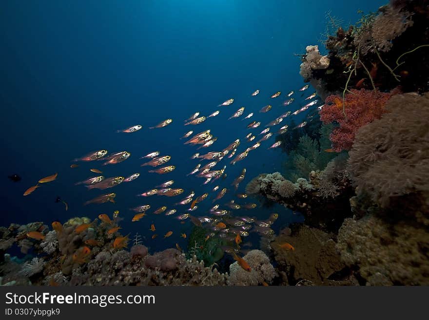 Glassfish And Coral In The Red Sea.