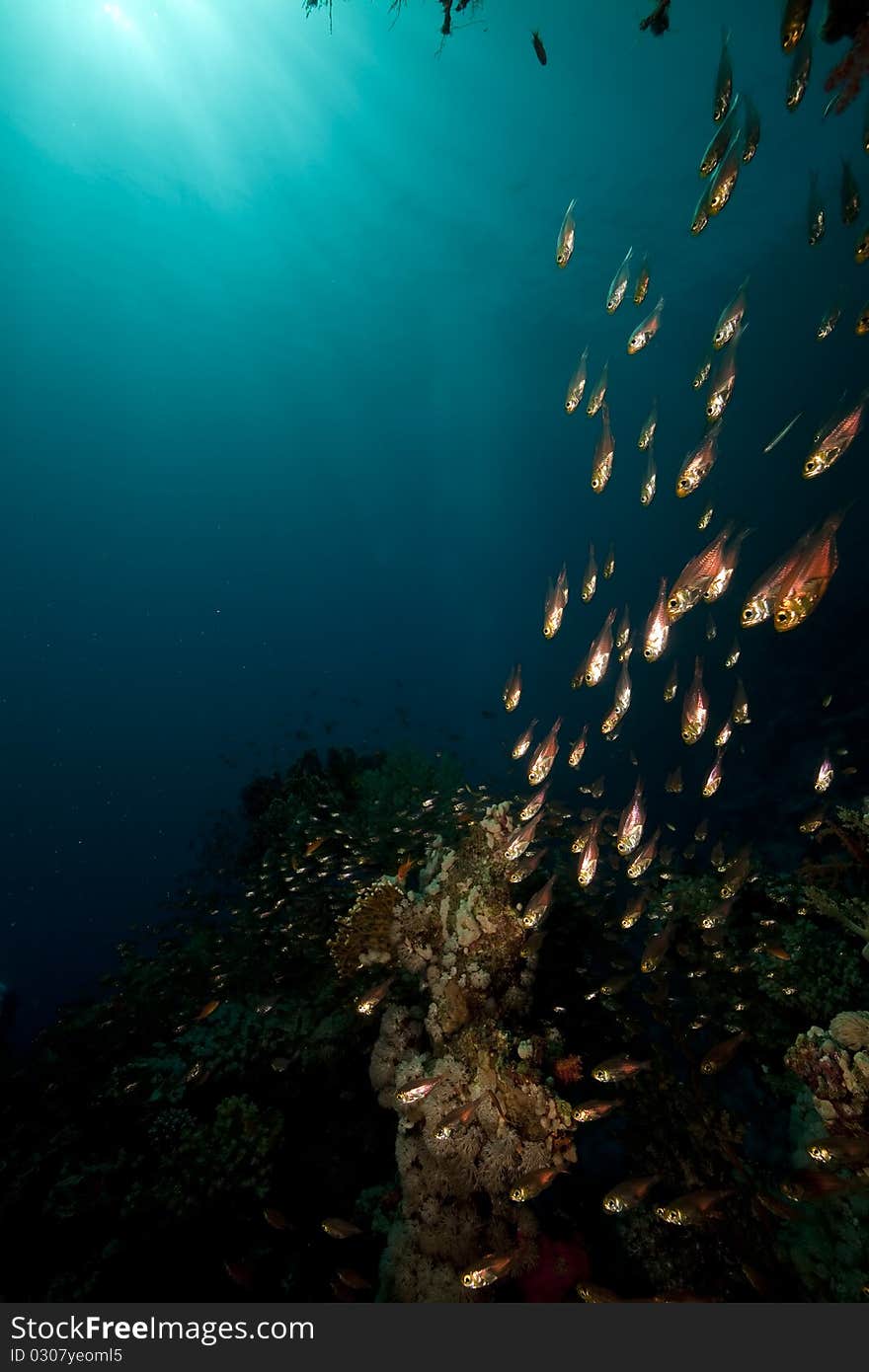 Glassfish And Coral In The Red Sea.