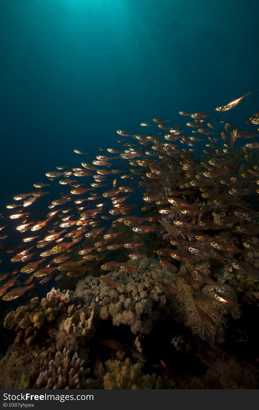 Glassfish and coral in the Red Sea.