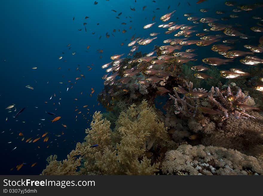 Glassfish And Coral In The Red Sea.