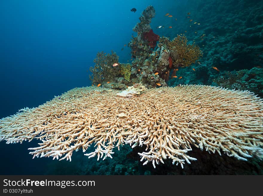 Table coral and fish in the Red Sea.