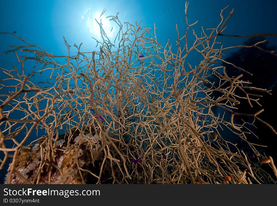 Noded horny coral and fish in the Red Sea.