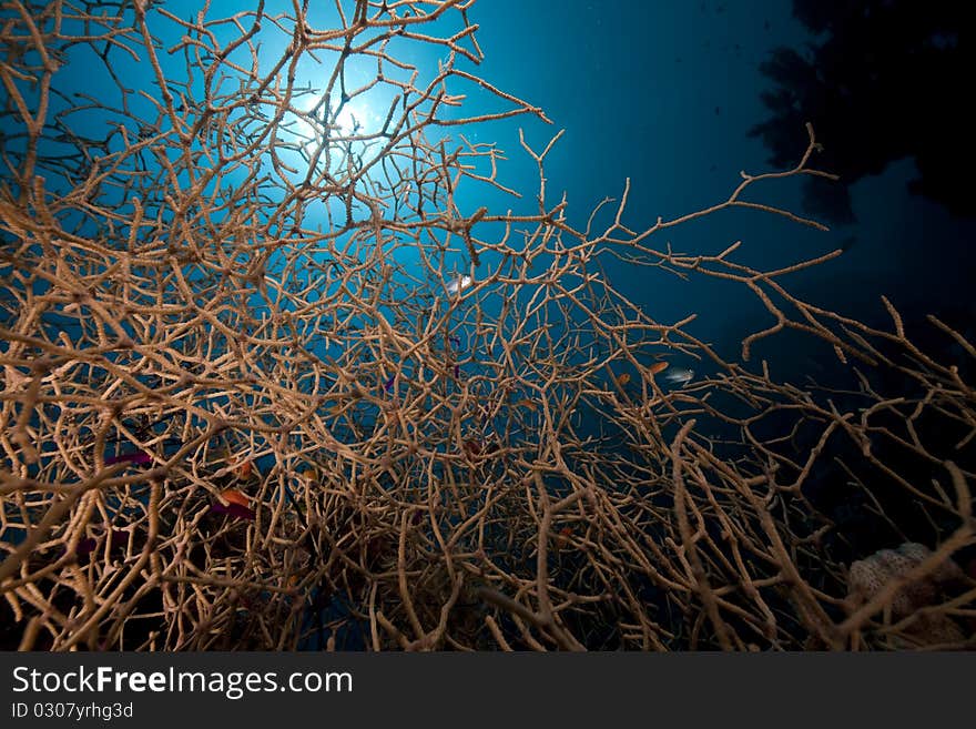 Noded Horny Coral And Fish In The Red Sea.