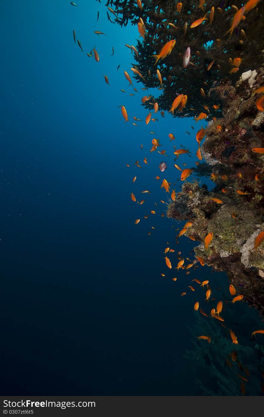 Coral and fish in the Red Sea