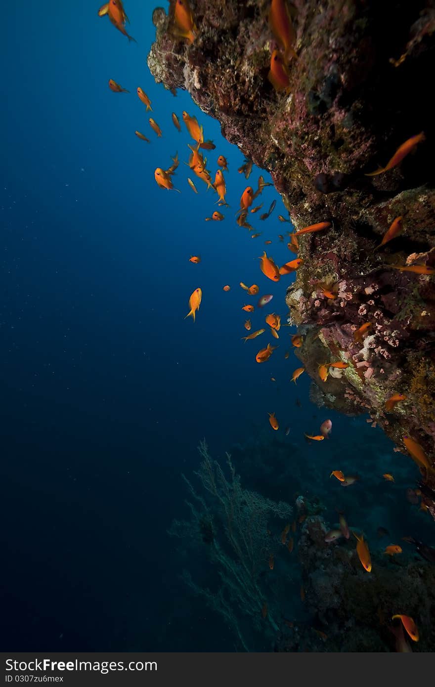 Coral and fish in the Red Sea