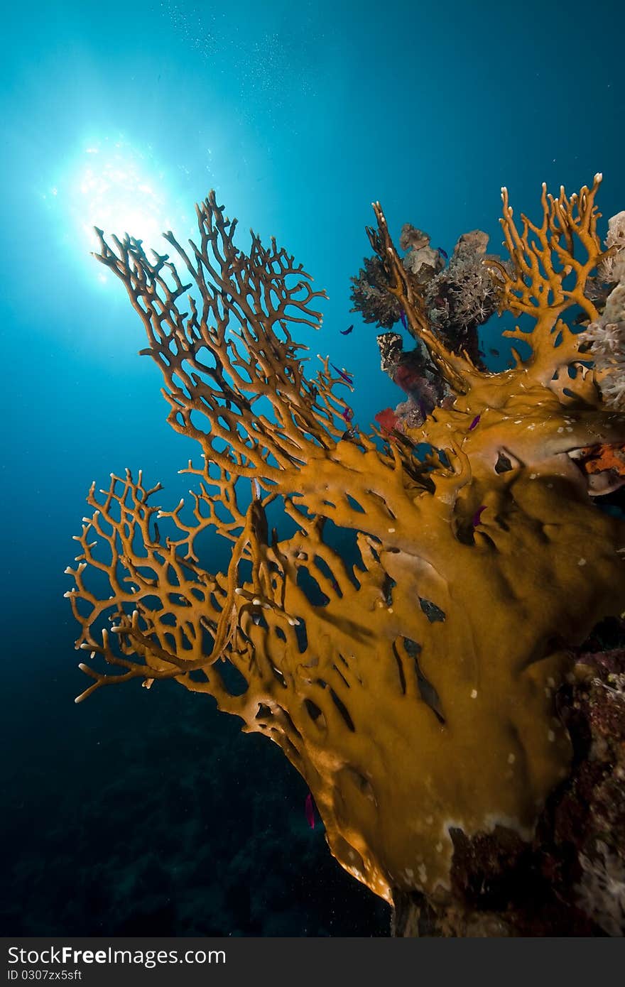 Coral and fish in the Red Sea