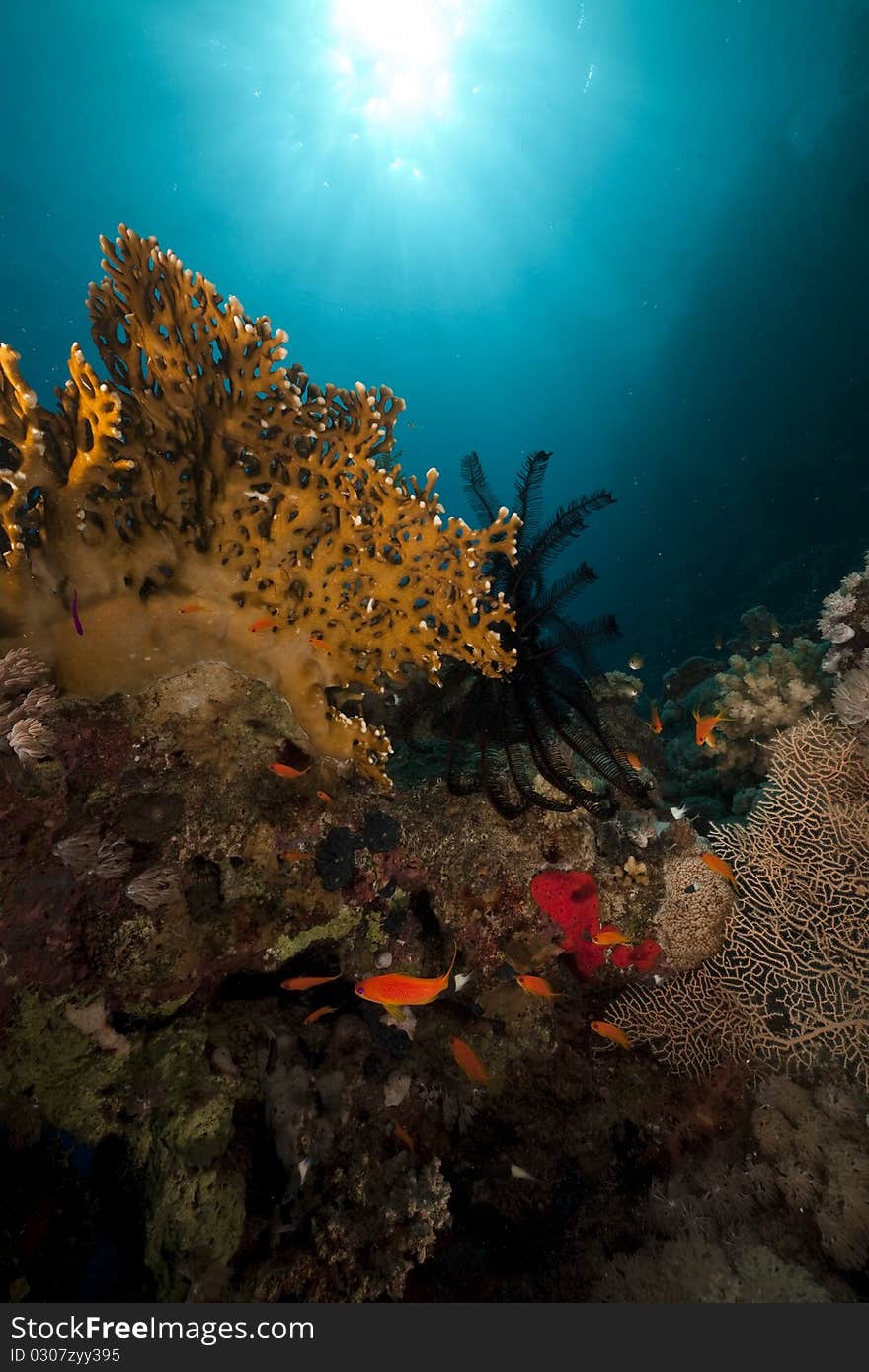 Sawtoothed feather star and fish in the Red Sea