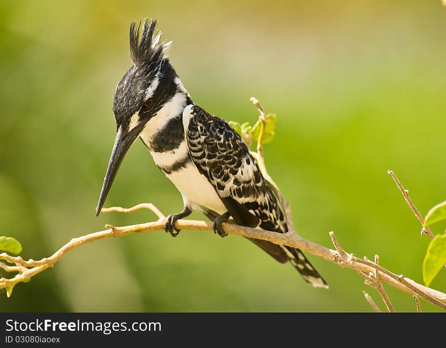 A Pied Kingfisher scrutinizes with maximum concentration the underlying water surface, ready to strike as soon as a suitable victim appears. A Pied Kingfisher scrutinizes with maximum concentration the underlying water surface, ready to strike as soon as a suitable victim appears.