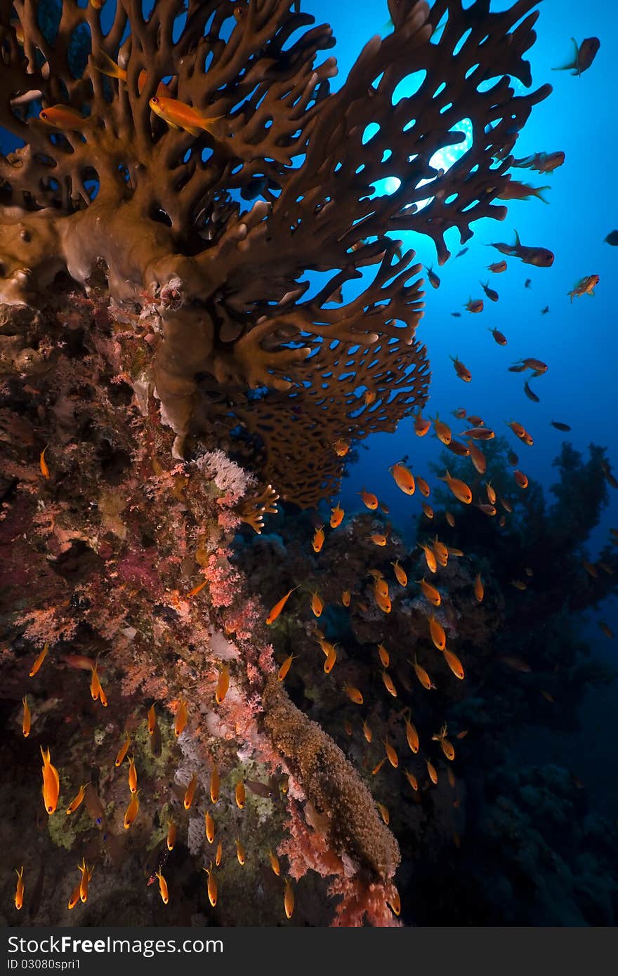 Fire Coral and fish in the Red Sea. Fire Coral and fish in the Red Sea