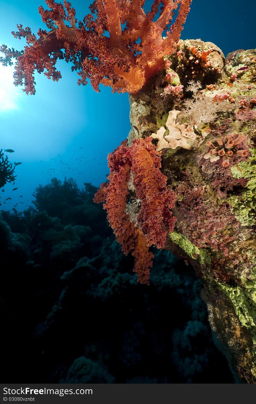 Soft Coral and fish in the Red Sea. Soft Coral and fish in the Red Sea