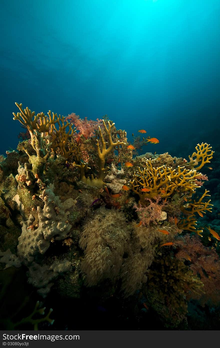 Net Fire Coral and fish in the Red Sea.