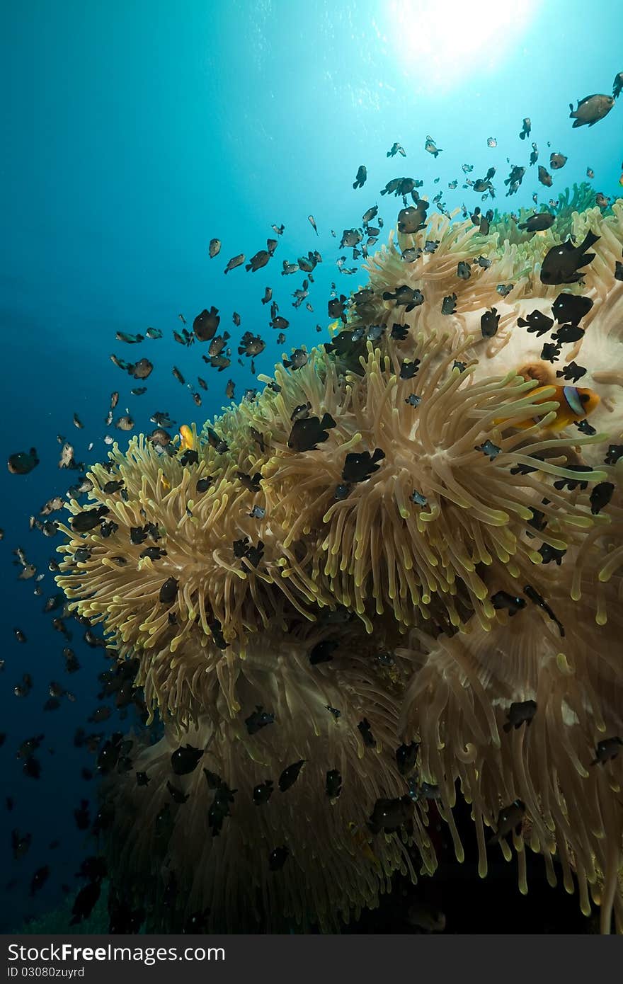 Anemone and fish at Anemone city in the Red Sea. Anemone and fish at Anemone city in the Red Sea.