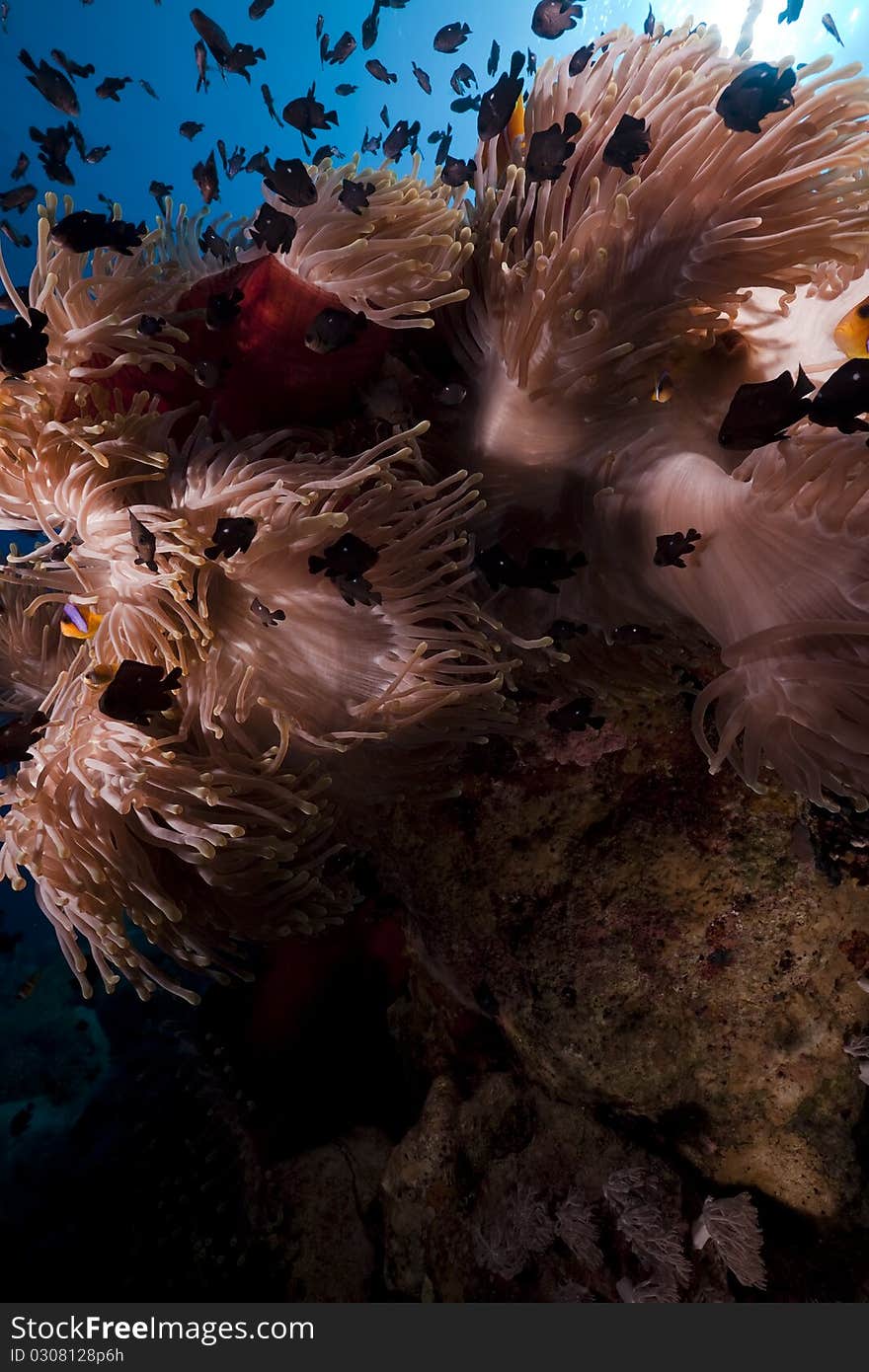 Anemone and fish in the Red Sea.