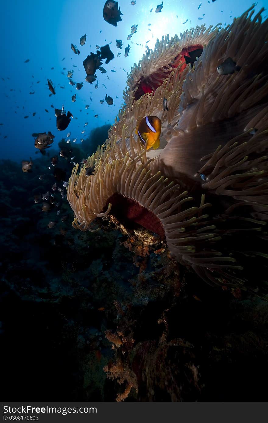 Anemone and fish at Anemone City in the Red Sea. Anemone and fish at Anemone City in the Red Sea.