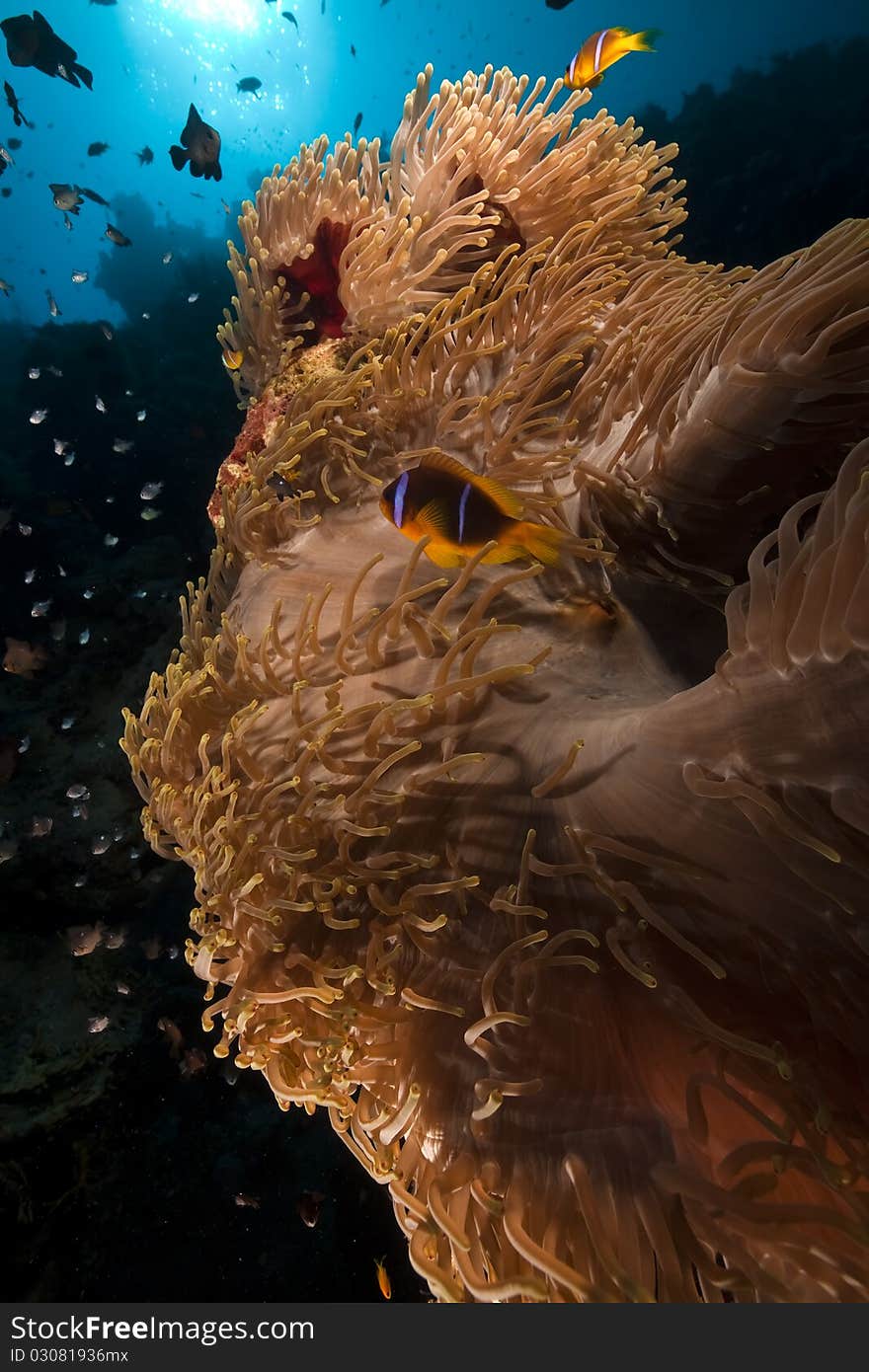 Anemone and fish at Anemone City in the Red Sea. Anemone and fish at Anemone City in the Red Sea.